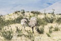 Greater rhea - nandu - birds in grassland pampa near Torres del Paine Royalty Free Stock Photo