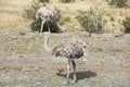 Greater rhea - nandu - birds in grassland pampa near Torres del Paine Royalty Free Stock Photo