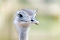 Greater Rhea Royalty Free Stock Photo