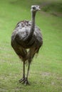 Greater rhea Rhea americana Royalty Free Stock Photo