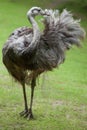 Greater rhea Rhea americana Royalty Free Stock Photo