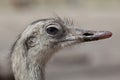 Greater rhea Rhea americana Royalty Free Stock Photo