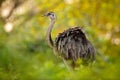 Greater Rhea, Rhea americana, big bird with fluffy feathers, animal in nature habitat, evening sun, Pantanal, Brazil. Rhea on the Royalty Free Stock Photo