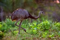 Greater Rhea, Rhea americana, big bird with fluffy feathers, animal in nature habitat, evening sun, Pantanal, Brazil. Rhea on the Royalty Free Stock Photo