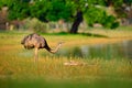 Greater Rhea, Rhea americana, big bird with fluffy feathers, animal in nature habitat, evening sun, Pantanal, Brazil. Rhea on the Royalty Free Stock Photo