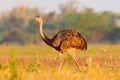 Greater Rhea, Rhea americana, big bird with fluffy feathers, animal in nature habitat, evening sun, Pantanal, Brazil. Rhea on the Royalty Free Stock Photo