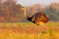 Greater Rhea, Rhea americana, big bird with fluffy feathers, animal in nature habitat, evening sun, Pantanal, Brazil. Rhea on the Royalty Free Stock Photo