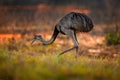 Greater Rhea, Rhea americana, big bird with fluffy feathers, animal in nature habitat, evening sun, Pantanal, Brazil. Rhea on the Royalty Free Stock Photo