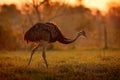 Greater Rhea, Rhea americana, big bird with fluffy feathers, animal in nature habitat, evening sun, Pantanal, Brazil. Rhea on the Royalty Free Stock Photo