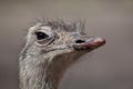 Greater rhea Rhea americana Royalty Free Stock Photo