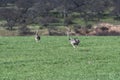 Greater Rhea, Rhea americana, in Pampas coutryside environment, Royalty Free Stock Photo