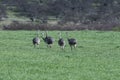 Greater Rhea, Rhea americana, in Pampas coutryside environment, La Pampa Royalty Free Stock Photo