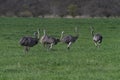 Greater Rhea, Rhea americana, in Pampas coutryside environment, La Pampa province, Royalty Free Stock Photo