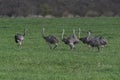 Greater Rhea, Rhea americana, in Pampas coutryside environment, Royalty Free Stock Photo