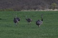 Greater Rhea, Rhea americana, in Pampas coutryside environment, Royalty Free Stock Photo