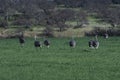 Greater Rhea, Rhea americana, in Pampas coutryside environment, La Pampa province, , Royalty Free Stock Photo