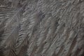 Greater rhea Rhea americana. Plumage texture. Royalty Free Stock Photo