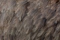 Greater rhea Rhea americana. Plumage texture. Royalty Free Stock Photo