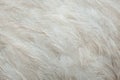 Greater rhea Rhea americana. Plumage texture. Royalty Free Stock Photo