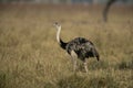 Greater rhea, Rhea americana Royalty Free Stock Photo