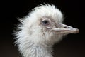 Greater rhea Rhea americana. White leucistic form. Royalty Free Stock Photo