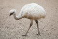 Greater rhea Rhea americana. White leucistic form. Royalty Free Stock Photo