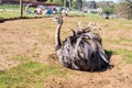 Greater Rhea,Rhea Americana at Woburn Safari Park