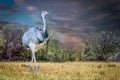 A Greater Rhea standing in a grassy field Royalty Free Stock Photo