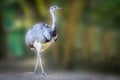 A Greater Rhea standing before a green background Royalty Free Stock Photo