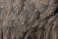 Greater rhea & x28;Rhea americana& x29;. Plumage texture. Royalty Free Stock Photo