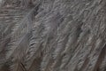 Greater rhea & x28;Rhea americana& x29;. Plumage texture. Royalty Free Stock Photo