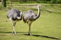 Greater Rheas walking on grass Royalty Free Stock Photo