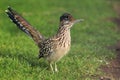 Greater roadrunner Royalty Free Stock Photo