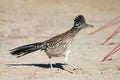 Greater Roadrunner