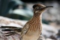 Greater Roadrunner Bird