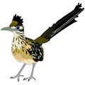 Greater roadrunner bird Royalty Free Stock Photo