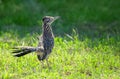 The greater roadrunner bird Geococcyx californianus Royalty Free Stock Photo