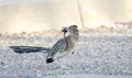 Greater Roadrunner bird with lizard in beak, Tucson Arizona, USA Royalty Free Stock Photo