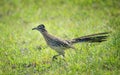 The greater roadrunner bird running in the grass