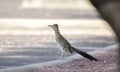 Greater Roadrunner bird, southwest desert, Tucson Arizona Royalty Free Stock Photo