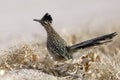 Greater Roadrunner - Bosque del Apache National Wildlife Refuge, New Mexico Royalty Free Stock Photo