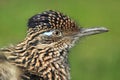 Greater roadrunner detail Royalty Free Stock Photo