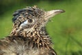 Greater roadrunner Royalty Free Stock Photo