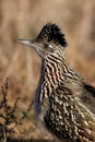 Greater Roadrunner, Geococcyx californianus