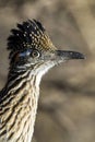 Greater Roadrunner, Geococcyx californianus