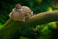 Greater roadrunner, Geococcyx californianus, bird sitting on the branch, Mexiko. Cuckoo in the nature habitat. Wildlife scene from Royalty Free Stock Photo