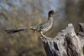 Greater roadrunner, Geococcyx californianus Royalty Free Stock Photo