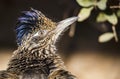 Greater roadrunner Geococcyx californianus