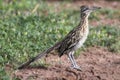 Greater Roadrunner (Geococcyx californianus) Royalty Free Stock Photo