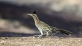 Greater Roadrunner, Tucson Arizona desert Royalty Free Stock Photo